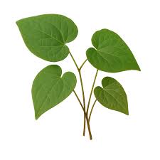 Image result for Rubus steudneri