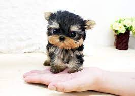 And, is up to date on shots and wormer. Baby Teacup Yorkies Baby White Yorkies Party Black White Yorkie Yorkie Lap Dogs Puppies