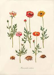 Pin On Floral Scientific Illustrations Vintage Field Guides