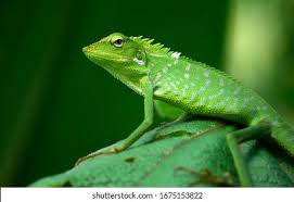 Image result for Urochloa jubata