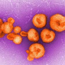 By the 1960s, several similar viruses had been discovered and they were classified into the new family arenaviridae. Arenaviridae Viral Hemorrhagic Fevers Vhfs Cdc