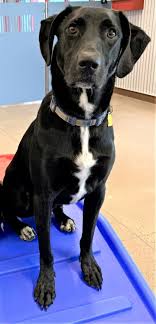 Check spelling or type a new query. Dog For Adoption Sirius A Labrador Retriever Mix In Farmington Mn Petfinder