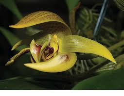 Image result for Bulbophyllum schimperianum