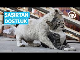 Kedi Neden Yavrusunu Yer