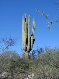 Fondos de pantalla tublr fondos para iphone plantillas tumblr fondos de cactus plantas hermosas 30 ideas para decorar con cactus y terrarios. Cactus Arizona Desierto Sur Oeste Naturaleza Paisaje Del Suroeste Planta Piqsels
