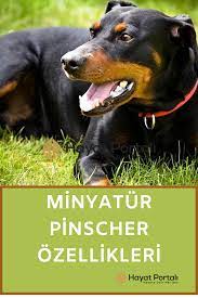 minyatur pinscher ozellikleri ve bakimi doberman kopek minyaturler