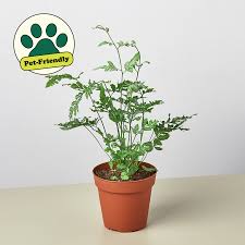 Image result for Pteris preussii