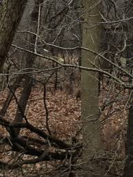 Deer In Schiller Woods Nature Tree Prairie