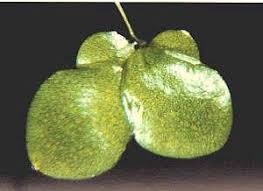 Image result for Lemna