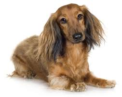 I am assuming that you have a long haired dachshund, you should just trim the long hair with scissors to keep the shape of the cut. Long Haired Dachshund Grooming Novocom Top