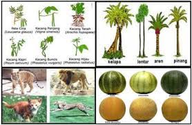Ganyong, lengkuas, bunga tasbih d. Mengenal Contoh Keanekaragaman Hayati Tingkat Jenis Spesies Ruangbiologi Co Id