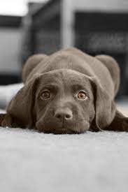luxury illest cute dogs cute animals dog love