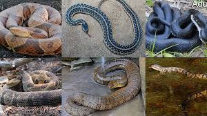 Most people don't differentiate between the three types. Snakes In Virginia Meet 6 You Ll Most Likely See This Season