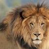 The ohio dangerous wild animal act has been passed as a result of the zanesville, ohio, zoo massacre. what wild and exotic animals are now banned in the state as pets? Https Encrypted Tbn0 Gstatic Com Images Q Tbn And9gcrryewj Ur Ihqud195kaxelh Tgn956rseqoz3bndo64war9m Usqp Cau