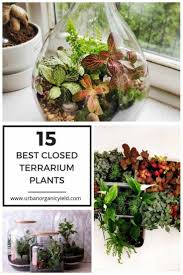 The 15 Best Plants To Grow In Closed Terrarium Terrarium Closed Terrarium Plants Terrarium Plants Cool Plants