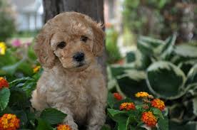 If you have done much research you know that adopting a labradoodle from this is often an indication that they are less than quality breeders/puppies, often use less than quality breeding parents, do not test their breeding. Australian Labradoodle Breed Standard Labradoodles Of The North