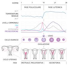 Tra 2.10 e 13.30 nmol/l durante l'ovulazione e tra 21 e 91 nmol/l nella. Pillola Anticoncezionale Wikipedia