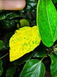 Frequent fertilization is also dangerous. Indoor Hibiscus Leaves Turning Yellow Gardening Garden Diy Home Flowers Roses Natu Hibiscus Leaves Turning Yellow Hibiscus Leaves Indoor Hibiscus Plant