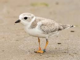 piping plover identification all about birds cornell lab