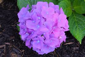 Generally, the ericaceous plants are woody and range in size from low ground covers to small trees over 20 feet tall. Ericaceous Compost Info How To Make Compost Acidic