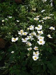 A White Windflower With A Variegated Hydrangea Igarden Variegated Hydrangea Plants Back Gardens