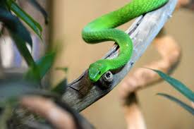 Cara efektif untuk mengusir ular agar tak masuk ke pekarangan ataupun dalam rumah adalah mengubah kondisi rumah dan lingkungan sekitar. Cara Cegah Penanganan Ular Masuk Rumah Mommies Daily