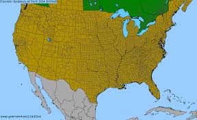 Image result for Prismatocarpus cordifolius