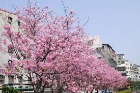Include (or exclude) self posts. åœŸåŸŽå¸Œæœ›ä¹‹æ²³è³žæ«»å¥½åŽ»è™• ç­±èŠ³ Nidboxè¦ªå­ç›'å­
