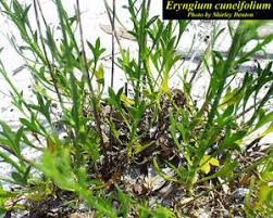 Image result for Zygophyllum cuneifolium