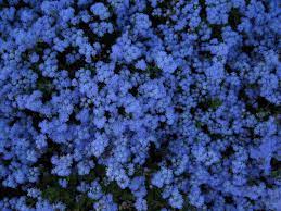 Ageratum Houstonianum Blue Mink Mosquito Repelling Plants Plants Blue Flowers