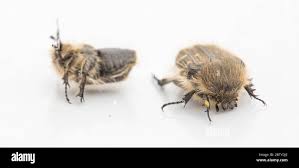 Image result for Tropinota hirta