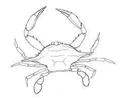 Crab Line Drawing At Paintingvalley Com Explore Collection Of Crab Line Drawing Crab Art Line Drawing Nautical Art
