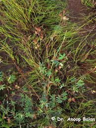 Image result for Smithia erubescens