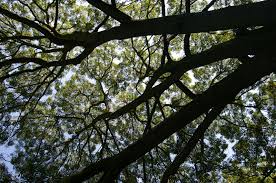 Image result for Necepsia castaneifolia