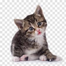 11 likes · 17 talking about this. Munchkin Cat Maine Coon Kitten Tabby Image Free Download Picture Transparent Png