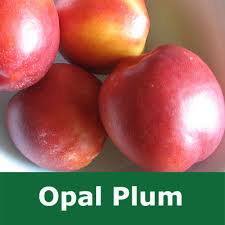We grow our fruit on a variety of rootstocks in the uk in a range of sizes to suit every garden. Buy Bare Root Opal Plum Tree For Sale From Uk Supplier Of Garden Fruit Trees