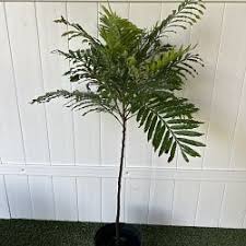 Image result for Filicium decipiens