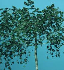 Image result for Pycnanthus