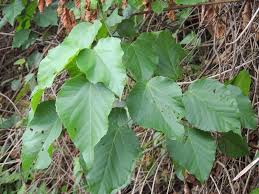 Image result for Alchornea cordifolia