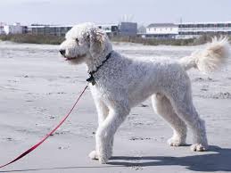 Image result for labradoodle