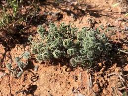 Image result for Gethyllis