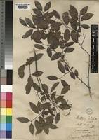 Image result for Pteleopsis anisoptera