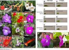 1680 n college avenue, suite 2 fayetteville, ar 72701. Co Expression Clustering Across Flower Development Identifies Modules For Diverse Floral Forms In Achimenes Gesneriaceae Peerj