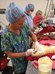 There is however, much ongoing debate about the best age to neuter a male cat. Banding A Cat Absolutely Not Community Cat Coalition Facebook