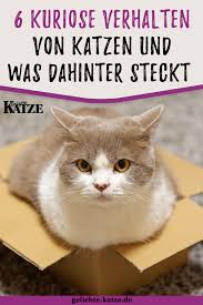 Witzig Kurioses Katzen Verhalten Und Was Dahintersteckt Katzen Verhalten Katzenverhalten Katzen Beschaftigen