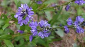 Image result for Polygala marensis
