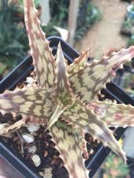 Image result for Aloe mossurilensis