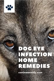 Dog Eye Infection Home Remedies Symptoms And Natural Treatments Dog Eyes Eye Infection In Dogs Dogs Eyes Problems