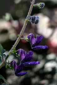 Image result for Equilabium selukwense