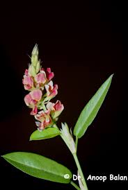 Image result for Alysicarpus zeyheri